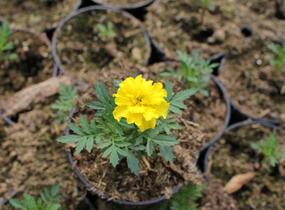 Aksamitník rozkladitý, afrikán 'Texana Yellow' - Tagetes patula 'Texana Yellow'