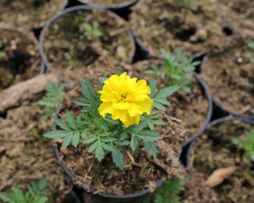 Aksamitník rozkladitý, afrikán 'Texana Yellow'