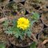 aksamitnik-rozkladity-afrikan-texana-yellow.jpg
