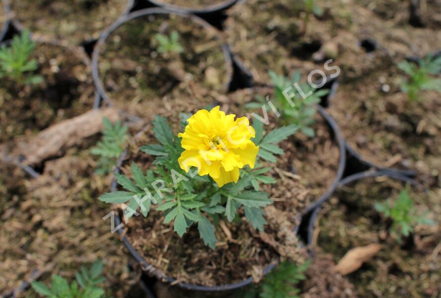 Aksamitník rozkladitý, afrikán 'Texana Yellow' - Tagetes patula 'Texana Yellow'