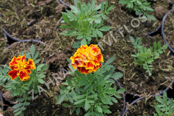 Aksamitník rozkladitý, afrikán 'Texana Bee' - Tagetes patula 'Texana Bee'