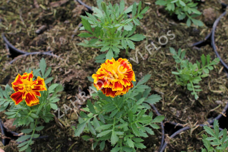 Aksamitník rozkladitý, afrikán 'Texana Bee' - Tagetes patula 'Texana Bee'