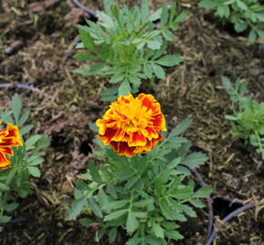 Aksamitník rozkladitý, afrikán 'Texana Bee' - Tagetes patula 'Texana Bee'