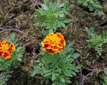 Aksamitník rozkladitý, afrikán 'Texana Bee'