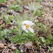 Koniklec obecný 'Bells White' - Pulsatilla vulgaris 'Bells White'