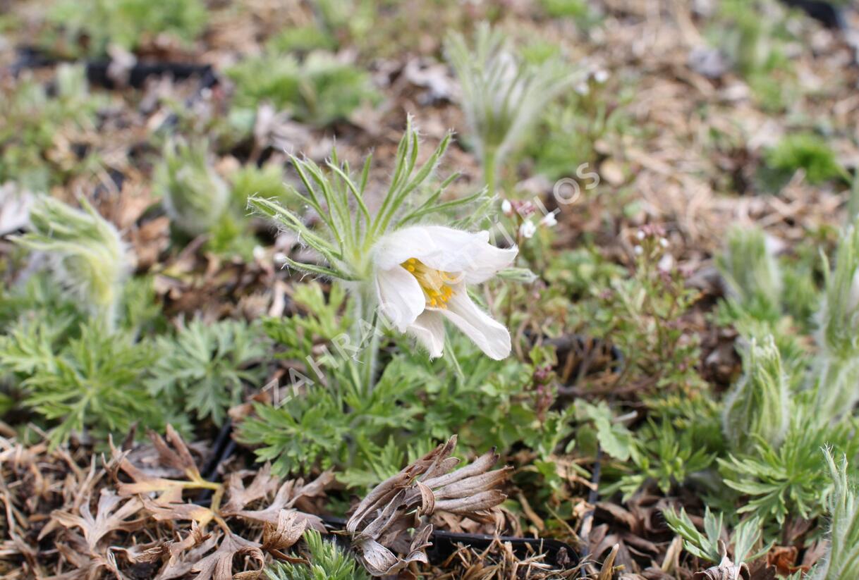 Koniklec obecný 'Bells White' - Pulsatilla vulgaris 'Bells White'
