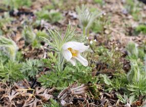 Koniklec obecný 'Bells White' - Pulsatilla vulgaris 'Bells White'