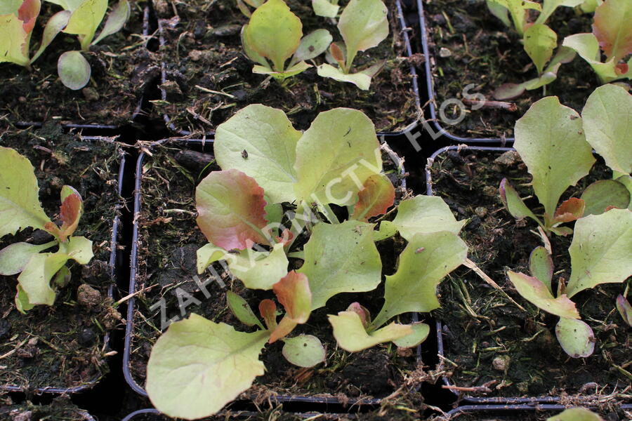 Salát hlávkový 'Sahim' - Lactuca sativa var. capitata 'Sahim'