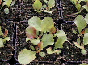 Salát hlávkový 'Sahim' - Lactuca sativa var. capitata 'Sahim'