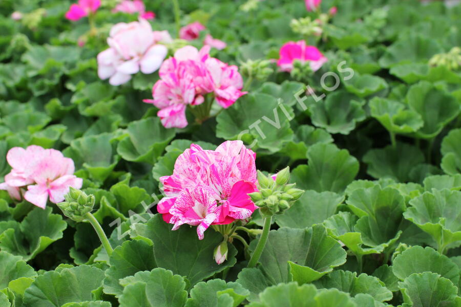 Muškát, pelargonie páskatá 'Batik Blue' - Pelargonium zonale 'Batik Blue'