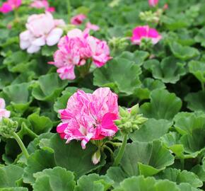 Muškát, pelargonie páskatá 'Batik Blue' - Pelargonium zonale 'Batik Blue'