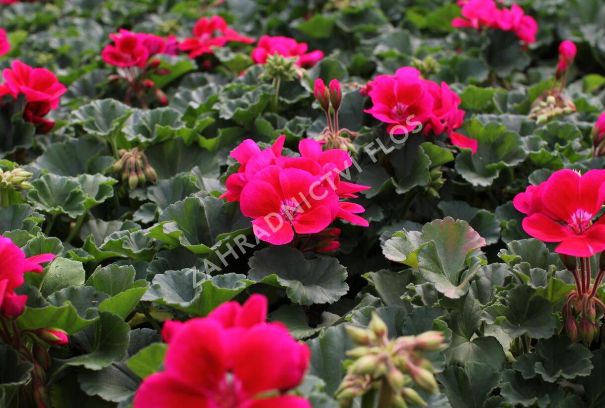 Muškát, pelargonie páskatá 'TexMex Merlot Sizzle' - Pelargonium zonale 'TexMex Merlot Sizzle'