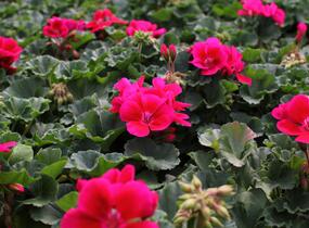 Muškát, pelargonie páskatá 'TexMex Merlot Sizzle' - Pelargonium zonale 'TexMex Merlot Sizzle'
