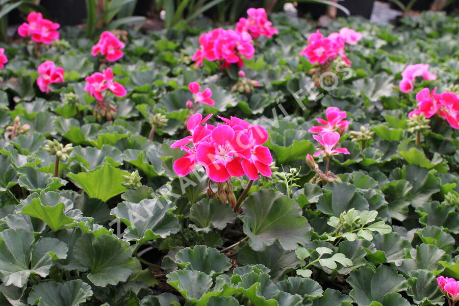 Muškát, pelargonie páskatá 'TexMex Fire 2022' - Pelargonium zonale 'TexMex Fire 2022'