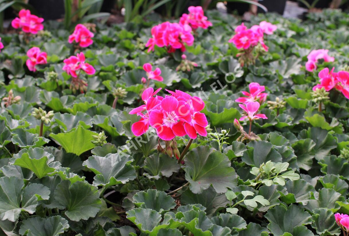 Muškát, pelargonie páskatá 'TexMex Fire 2022' - Pelargonium zonale 'TexMex Fire 2022'