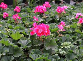 Muškát, pelargonie páskatá 'TexMex Fire 2022' - Pelargonium zonale 'TexMex Fire 2022'