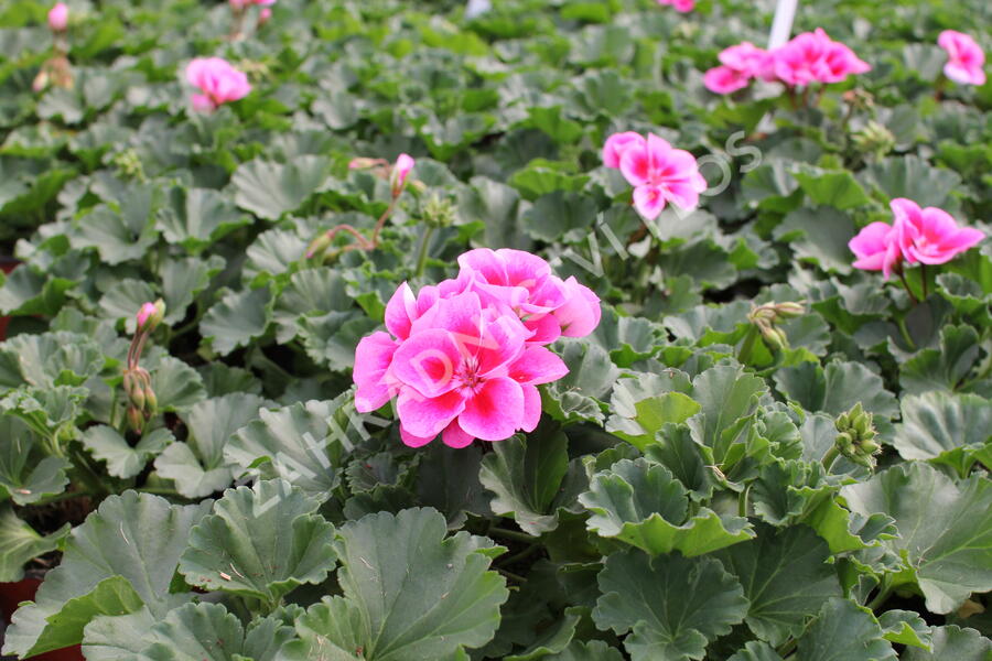Muškát, pelargonie páskatá klasická 'Pink Mega Splash' - Pelargonium zonale 'Pink Mega Splash'