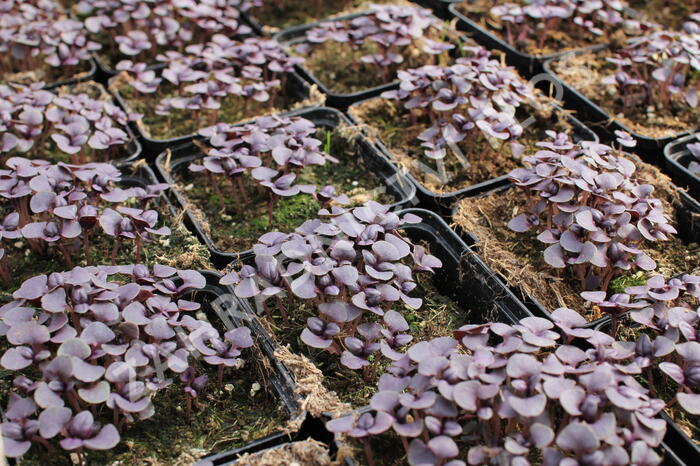 Bazalka pravá červenolistá 'Purple' - Ocimum basilicum 'Purple'