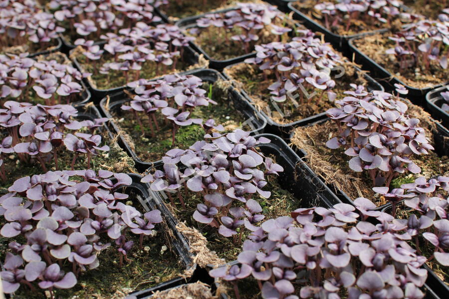 Bazalka pravá červenolistá 'Purple' - Ocimum basilicum 'Purple'