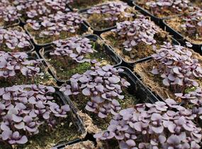 Bazalka pravá červenolistá 'Purple' - Ocimum basilicum 'Purple'