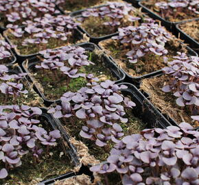 Bazalka pravá červenolistá 'Purple' - Ocimum basilicum 'Purple'