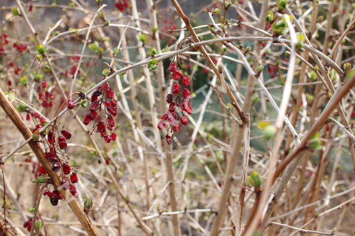Dřišťál korejský - Berberis koreana