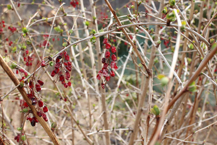 Dřišťál korejský - Berberis koreana
