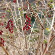 Dřišťál korejský - Berberis koreana