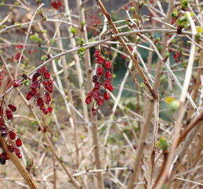 Dřišťál korejský - Berberis koreana