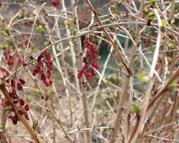 Dřišťál korejský