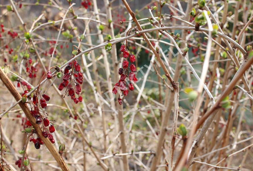 Dřišťál korejský - Berberis koreana