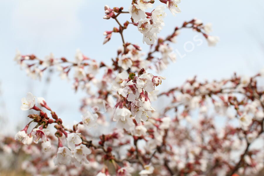 Slivoň vyříznutá 'Kojou-no-mai' - Prunus incisa 'Kojou-no-mai'