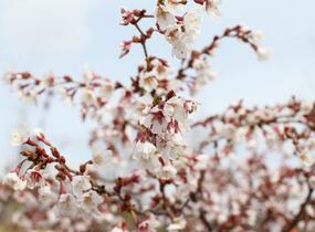 Slivoň vyříznutá 'Kojou-no-mai' - Prunus incisa 'Kojou-no-mai'