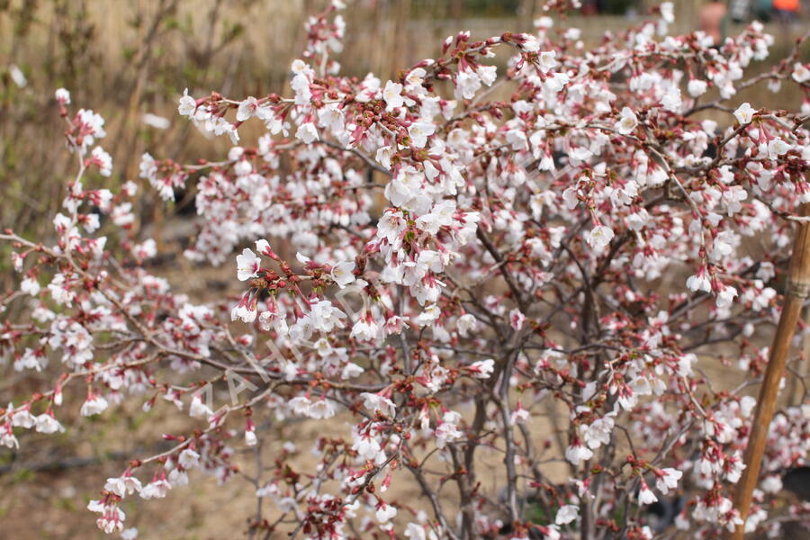 Slivoň vyříznutá 'Kojou-no-mai' - Prunus incisa 'Kojou-no-mai'