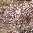 Slivoň vyříznutá 'Kojou-no-mai' - Prunus incisa 'Kojou-no-mai'