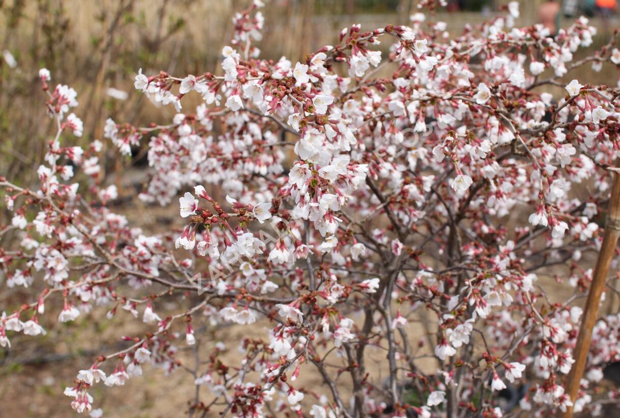 Slivoň vyříznutá 'Kojou-no-mai' - Prunus incisa 'Kojou-no-mai'
