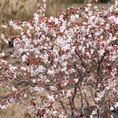 Slivoň vyříznutá 'Kojou-no-mai' - Prunus incisa 'Kojou-no-mai'