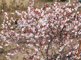 Slivoň vyříznutá 'Kojou-no-mai' - Prunus incisa 'Kojou-no-mai'