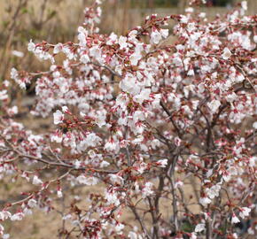 Slivoň vyříznutá 'Kojou-no-mai' - Prunus incisa 'Kojou-no-mai'