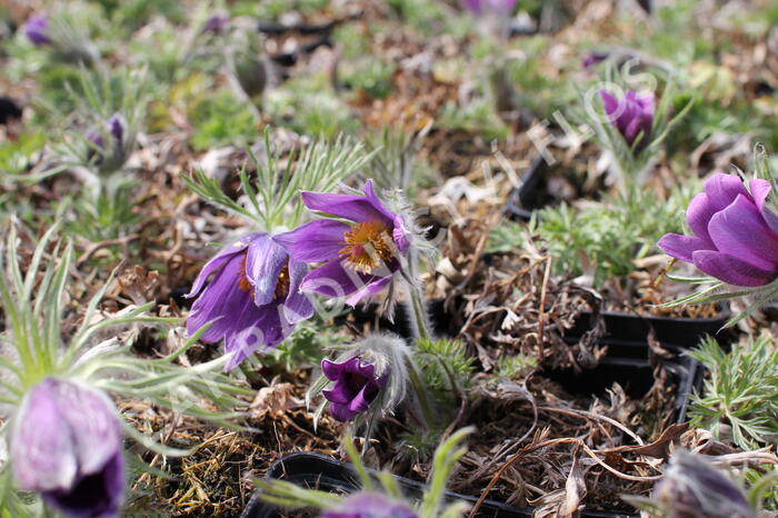 Koniklec obecný 'Bells Violet' - Pulsatilla vulgaris 'Bells Violet'