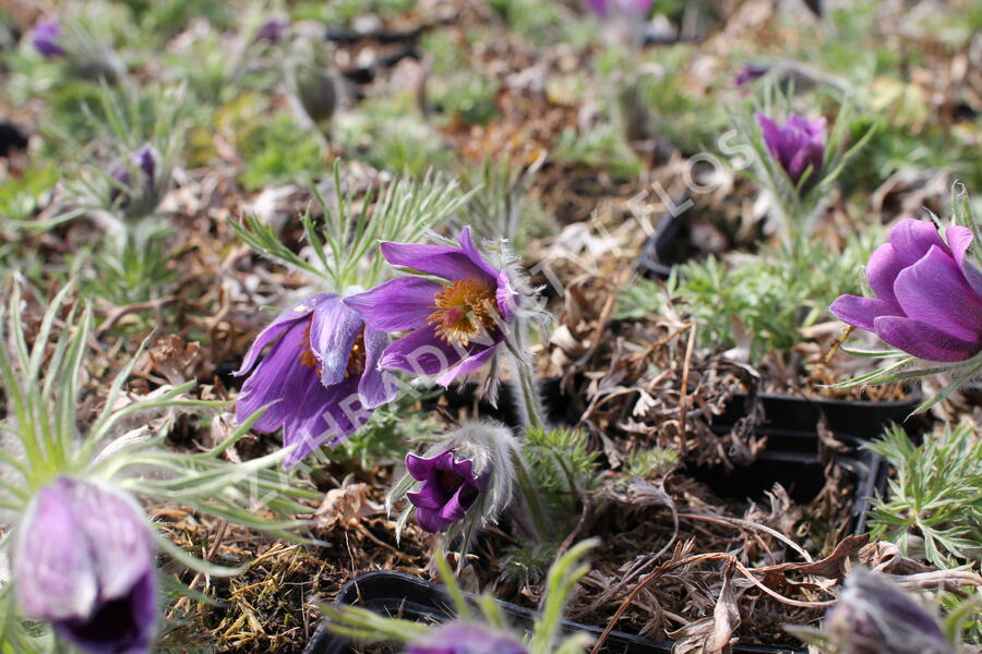 Koniklec obecný 'Bells Violet' - Pulsatilla vulgaris 'Bells Violet'