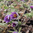 Koniklec obecný 'Bells Violet' - Pulsatilla vulgaris 'Bells Violet'