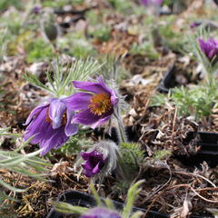 Koniklec obecný 'Bells Violet' - Pulsatilla vulgaris 'Bells Violet'