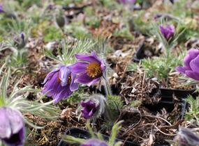 Koniklec obecný 'Bells Violet' - Pulsatilla vulgaris 'Bells Violet'