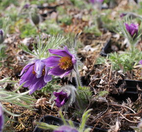 Koniklec obecný 'Bells Violet' - Pulsatilla vulgaris 'Bells Violet'