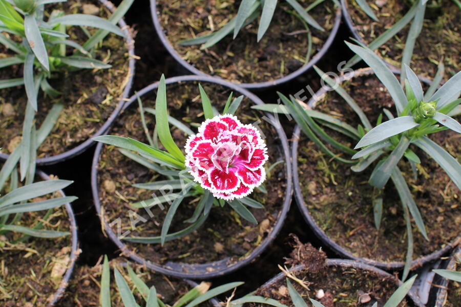 Hvozdík karafiát 'DiaDeur® Sissy' - Dianthus caryophyllus 'DiaDeur® Sissy'