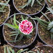 Hvozdík karafiát 'DiaDeur® Sissy' - Dianthus caryophyllus 'DiaDeur® Sissy'