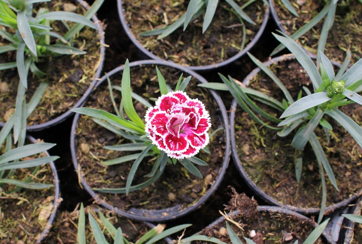 Hvozdík karafiát 'DiaDeur® Sissy' - Dianthus caryophyllus 'DiaDeur® Sissy'
