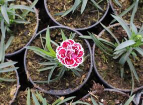 Hvozdík karafiát 'DiaDeur® Sissy' - Dianthus caryophyllus 'DiaDeur® Sissy'