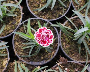 Hvozdík karafiát 'DiaDeur® Sissy'